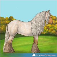 Horse Color:Palomino Roan 