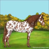 Horse Color:Red Roan Appaloosa 