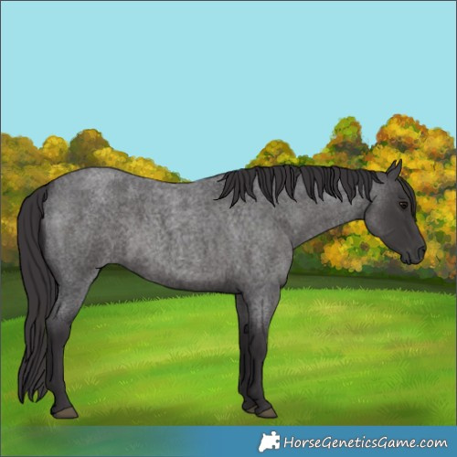 Horse Color:Smoky Blue Roan 
