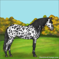 Horse Color:Black Appaloosa 