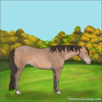 Horse Color:Amber Champagne 