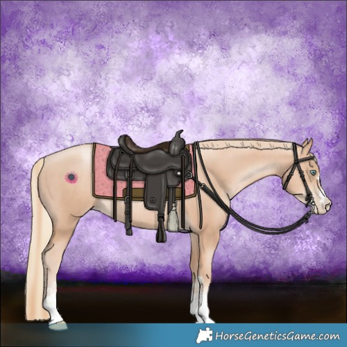 Horse Color:Gold Champagne Pearl Rabicano and Gold Champagne Pearl Rabicano