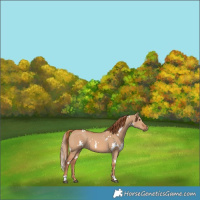Horse Color:White Spotted Red Dun 