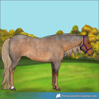 Horse Color:Chocolate Palomino Roan 