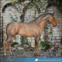 Horse Color:Chocolate Palomino Roan 