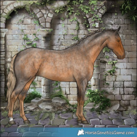 Horse Color:Chocolate Palomino Roan 