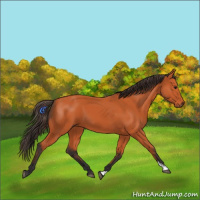 Horse Color:Bay 