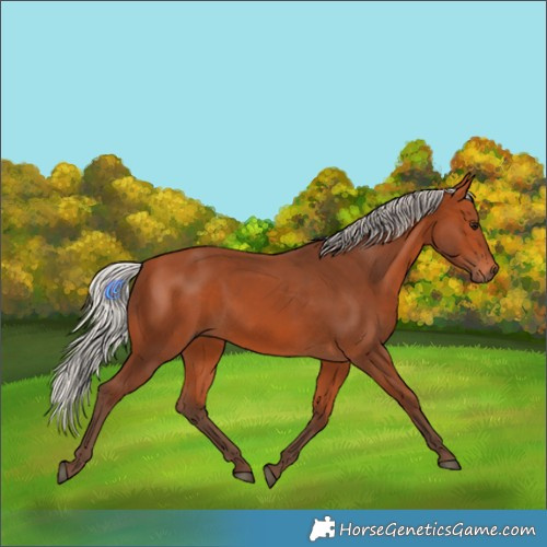 Horse Color:Silver Bay 