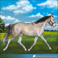 Horse Color:White Spotted Bay Dun Splash