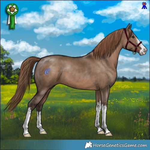 Horse Color:White Spotted Liver Red Dun 