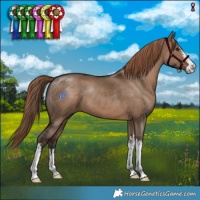 Horse Color:White Spotted Liver Red Dun 