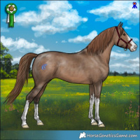 Horse Color:White Spotted Liver Red Dun 