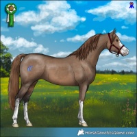 Horse Color:White Spotted Liver Red Dun