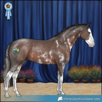 Horse Color:Liver Chestnut Sabino Splash