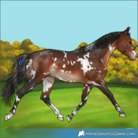 Horse Color:White Spotted Brown 
