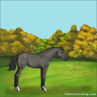 Horse Color:Grullo 