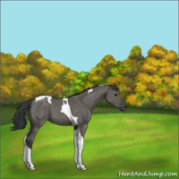 Horse Color:Grullo Tobiano 
