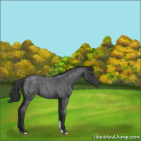 Horse Color:Blue Roan
