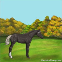 Horse Color:Gray Silver Black