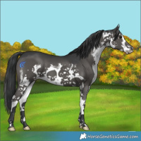 Horse Color:White Spotted Black