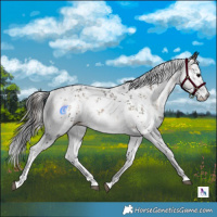 Horse Color:White Spotted Bay Onyx Mushroom Sabino