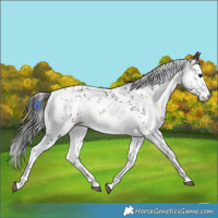 Horse Color:White Spotted Bay Onyx Mushroom Sabino 