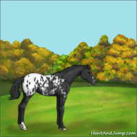 Horse Color:Black Appaloosa