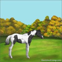 Horse Color:Black Tobiano 