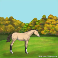 Horse Color:Buckskin 