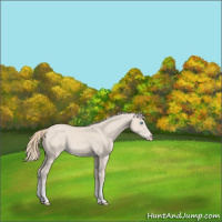 Horse Color:Smoky Creme 