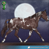 Horse Color:White Spotted Chocolate Black Rabicano