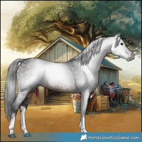 Horse Color:Gray White Spotted Bay 