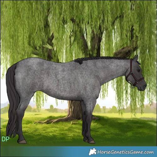 Horse Color:Smoky Blue Roan