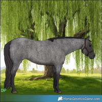 Horse Color:Smoky Blue Roan 