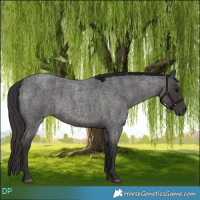 Horse Color:Smoky Blue Roan