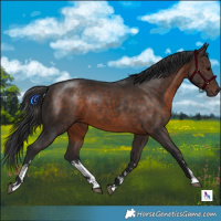 Horse Color:White Spotted Brown 