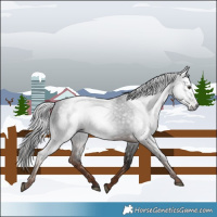 Horse Color:Gray Liver Chestnut