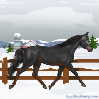 Horse Color:Gray Liver Chestnut