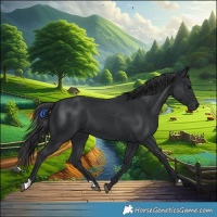 Horse Color:Black 