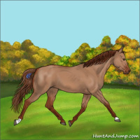 Horse Color:Red Dun 