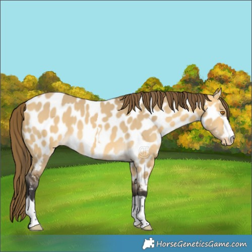 Horse Color:Buckskin Dun Near Leopard 
