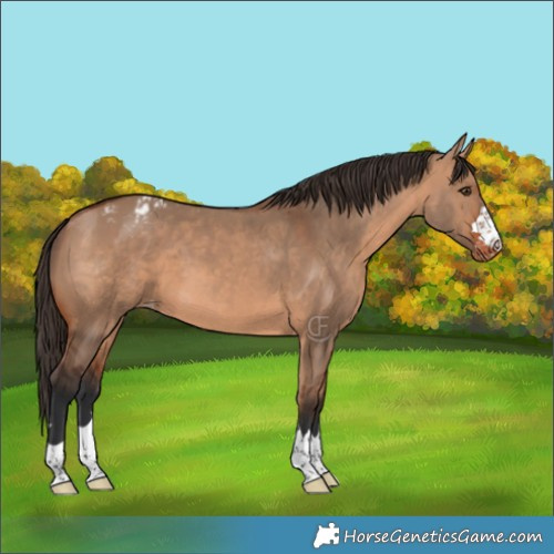 Horse Color:Bay Dun Appaloosa 