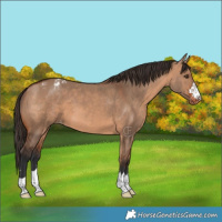 Horse Color:Bay Dun Appaloosa 