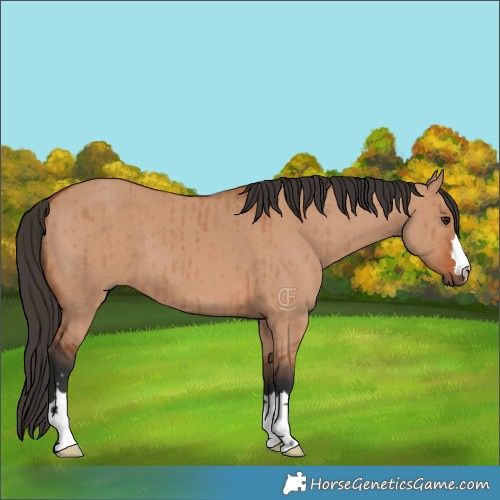 Horse Color:Bay Dun Brindle 
