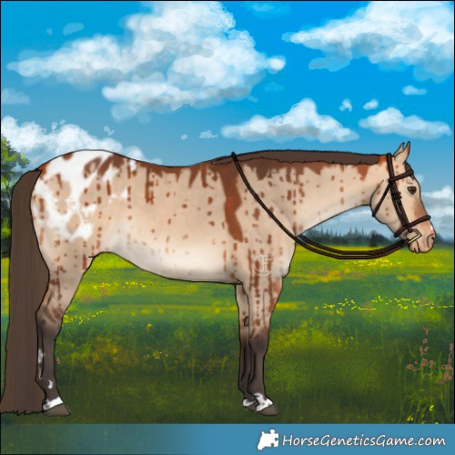 Horse Color:Bay Dun Appaloosa Brindle 