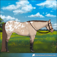 Horse Color:Bay Dun Blanket Brindle 