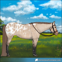 Horse Color:Bay Dun Blanket Brindle