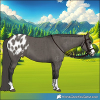 Horse Color:Grullo Appaloosa Brindle 