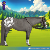 Horse Color:Grullo Appaloosa Brindle 
