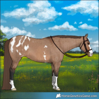 Horse Color:Brown Dun Blanket Brindle 